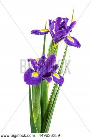 Beautiful Blue English Iris (iridaceae Iris Latifolia) Isolated On White Background