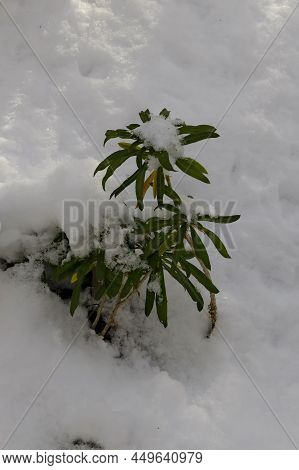 Snowy Perennial Gillyflower Or Cheiranthus Cheiri With Leaves In Winter, Sofia, Bulgaria