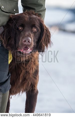 Large Brown Pedigree German Longhaired Pointer - Portrait Hunting Dog And Forester Dog
