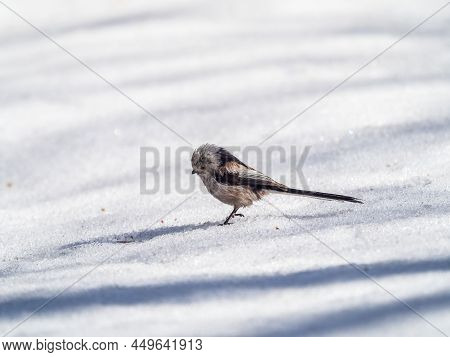 Long-tailed Tit On The Snow. Long-tailed Tit, Latin Name Aegithalos Caudatus, Also Named Long-tailed