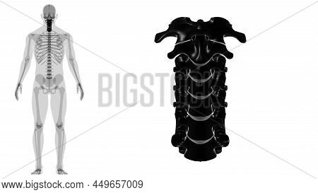 Human Skeleton Vertebral Column Cervical Vertebrae Anatomy 3D