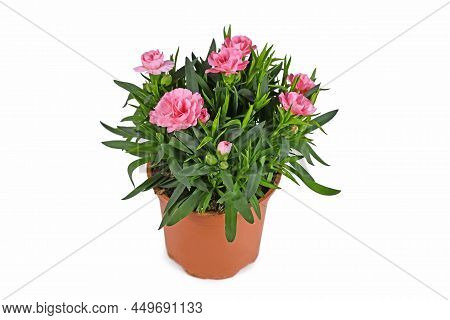 Pink Dianthus Flowers In Pot On White Background