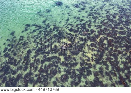 Seal Resting In Gweebarra Bay Between Lettermacaward And Portnoo In County Donegal - Ireland