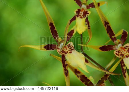 Brassia Tessa Flower. Brassia Orchid. 
Spider Orchid.