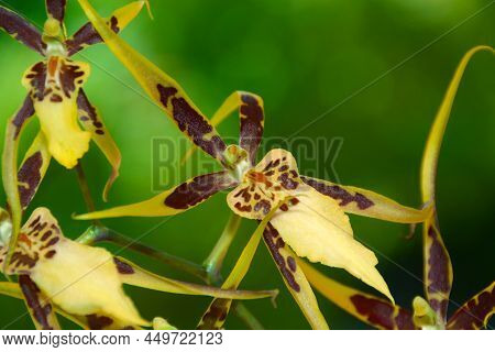 Brassia Tessa Flower. Brassia Orchid. 
Spider Orchid.