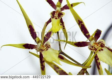 Brassia Tessa Flower. Brassia Orchid. 
Spider Orchid.