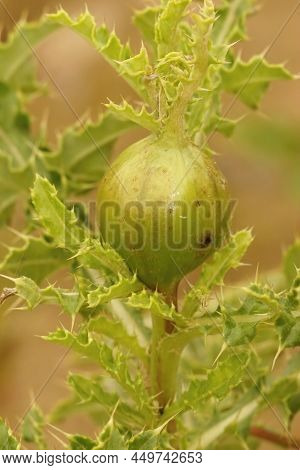 Vertical Closeup On Plant Paratised By A Thistle Stem Gal Fly, Urophora Cardui In The Field