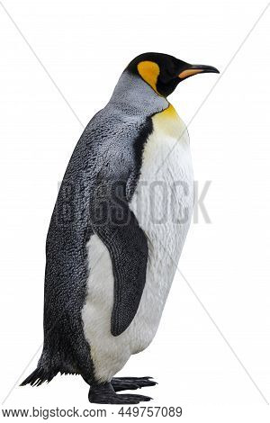 King Penguin Isolated On The White Background. Standing Penguin.