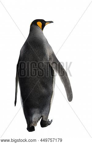 King Penguin Isolated On The White Background. Standing Penguin.