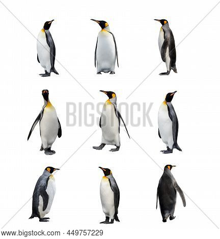 Set Of King Penguins Isolated On The White Background. Standing Penguin.