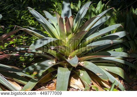 Giant Tropical Plant Vriesea Fosteriana After Blossom Close Up