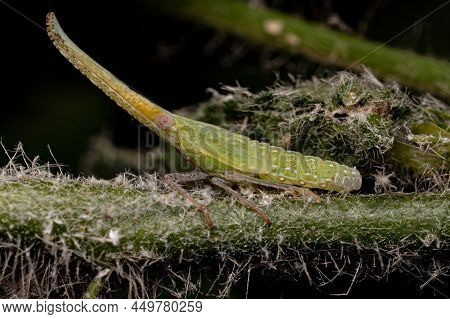 Green Dictyopharid Planthopper Insect Nymph Of The Family Dictyopharidae That Looks Like A Gharial O