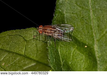 Adult Lauxaniid Fly Of The Family Lauxaniidae