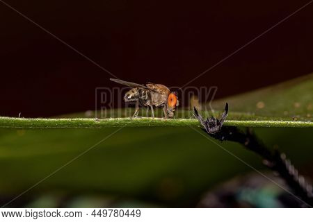 Adult Small Fruit Fly Of The Family Drosophilidae