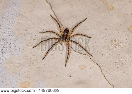 Small Wolf Spider Of The Superfamily Lycosoidea