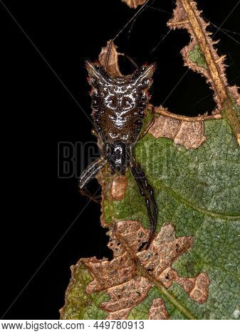 Small Orbweaver Spider Of The Species Micrathena Plana
