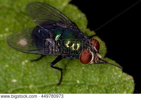 Adult Blow Fly Of The Genus Chrysomya
