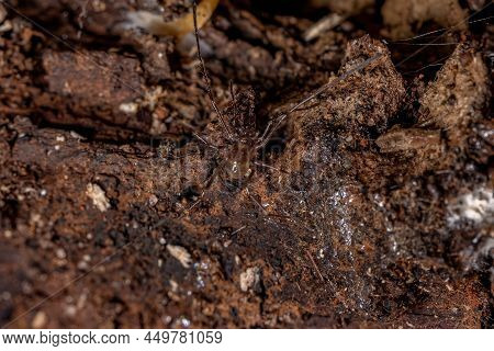 Juvenile Gonyleptid Harvestmen Of The Genus Discocyrtanus