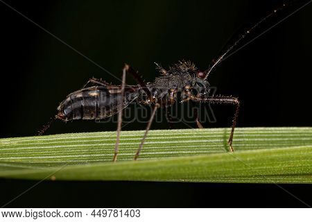 Adult Seed Bug Of The Family Colobathristidae