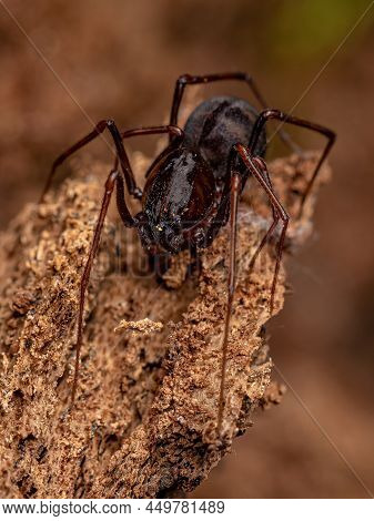 Adult Male Brown Spitting Spider Of The Genus Scytodes