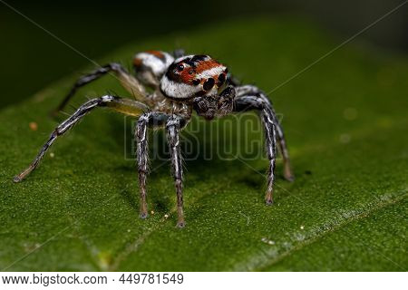 Adult Male Jumping Spider Of The Genus Chira