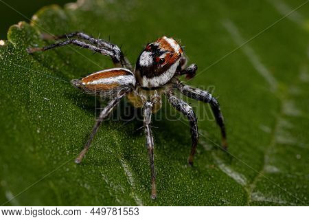 Adult Male Jumping Spider Of The Genus Chira