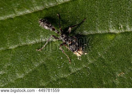 Adult Female Twig Ant Of The Genus Pseudomyrmex