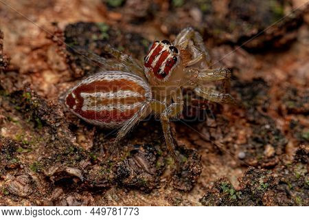 Adult Female Jumping Spider Of The Genus Chira
