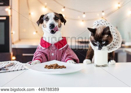 Dag and cat have dinner at home. Pets eating like human