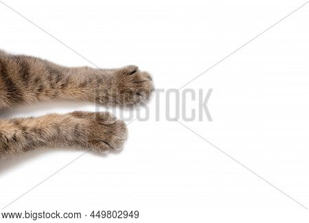 Paws Of A Gray Cat On A White Background. Beautiful Striped Paws Of A Fluffy Cat On A Paper Backgrou