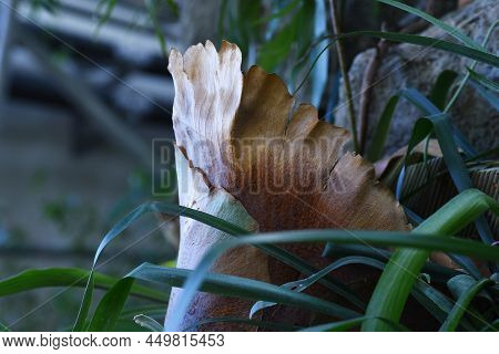 Platycerium (staghorn Ferns). Polypodiaceae Tropical Fern Epiphyte. Epiphytic Fern Distributed In Tr
