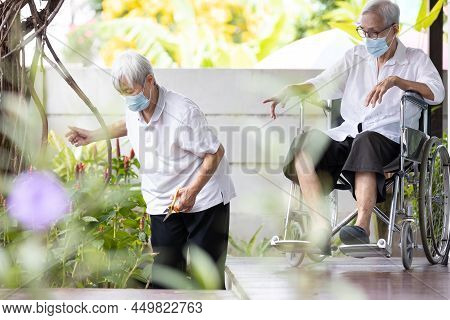 Asian Senior Women,old Elderly Are Doing Tree Planting,pruning Branches To Reduce Stress And Boredom