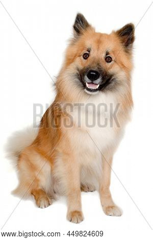 Happy Eurasier dog isolated on a white background