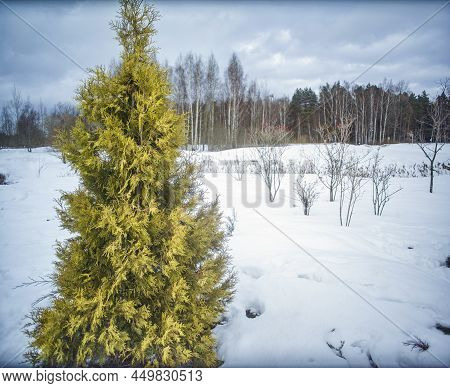Cloudy Winter Sky A Tuya Growing In The Snowfield