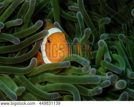 Beautiful Macro Shot Of Western Clownfish In Tunku Abdul Rahman Park, Sabah. Borneo.