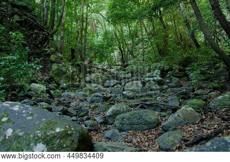 Laurel Forest In A Ravine. Cubo De La Galga. Puntallana. La Palma. Canary Islands. Spain.