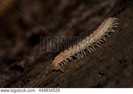 Flat-backed Millipedes On A Fallen Trunk. Cubo De La Galga. Puntallana. La Palma. Canary Islands. Sp