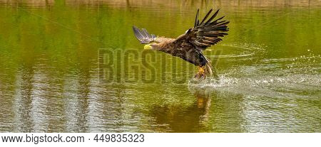 A Hunting European Eagle Makes The Landing Above Water, Trees In The Background. Grabs The Prey In T