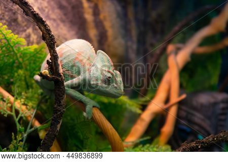 Chameleon Close Up. Multicolor Beautiful Cute Chameleon Reptile Closeup With Colorful Bright Skin. T