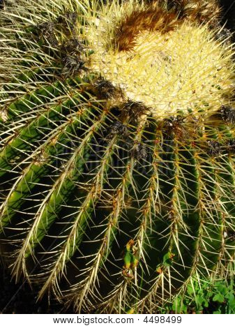 Cactus