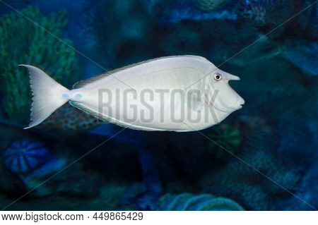 Bluespine Unicornfish (naso Unicornis), Also Known As The Short-nose Unicornfish. Close Up