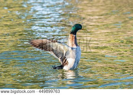 A Bunch Of Mallards In Tucson, Arizona