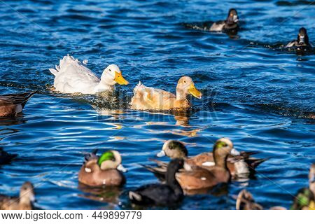 A Bunch Of Mallards In Tucson, Arizona