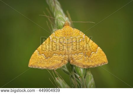 Closeup On A Colorful Yellow Shell Moth, Camptogramma Bilineata, Sitting With Open Wings In The Fiel
