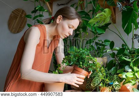 Spring Work Room Care, Houseplant Renunciation. Waking Up Indoor Plants For Spring. A Woman Transpla