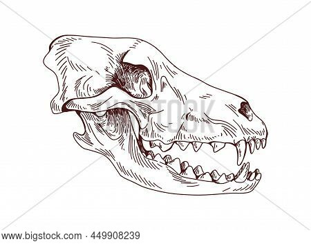 Wolf Head Skull. Dogs Skeleton Profile. Detailed Anatomy Drawing Of Hounds Face Bone With Teeth, Fan