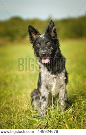 Mudi Is Sitting In The Grass. It Is Autumn Portret.