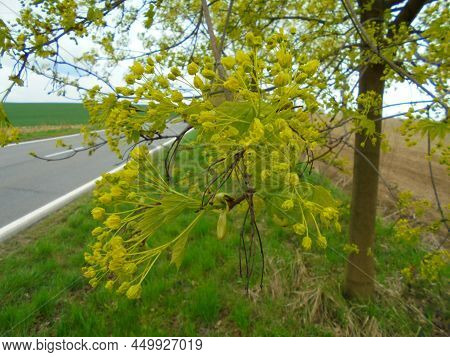 Rural Spring Scene: Detailed View On Blossoms Of Young Maple Tree Standing At The Field And Road