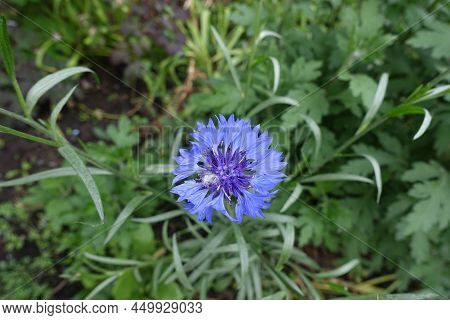 A Flower Of Blue Centaurea Cyanus In May