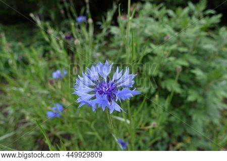 Flower Head Of Blue Centaurea Cyanus In May